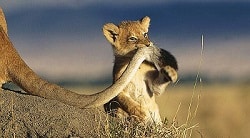 long-tail-kljucne-besede